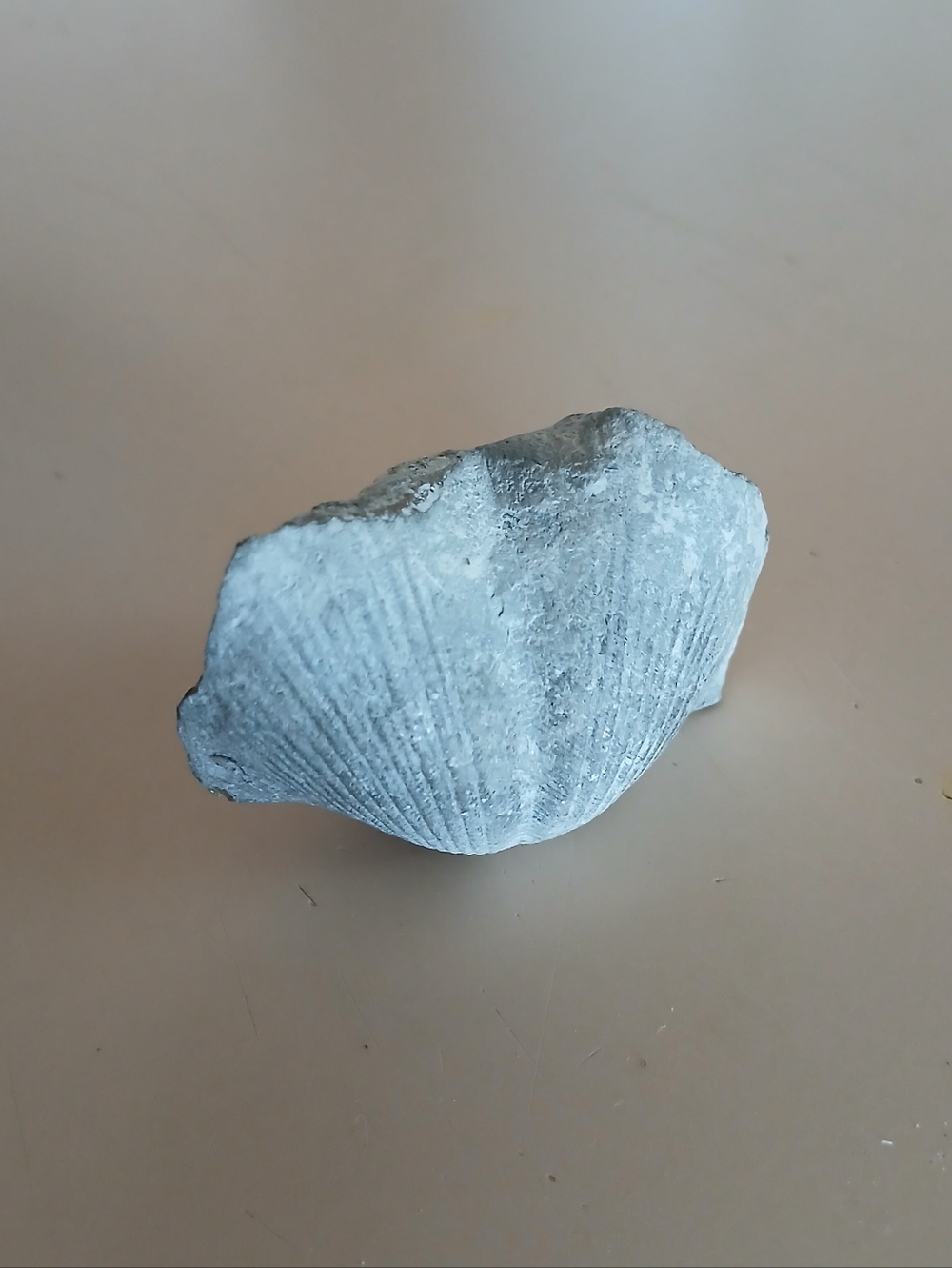 Fossil Collection - Picture 7 of 16